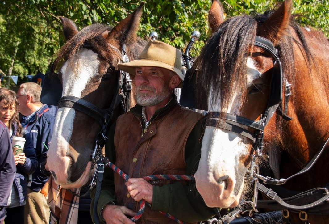 Jamie Alcock and his shire horses