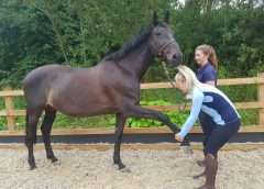 The Open College of Equine Studies Level 6 Equine Physiotherapy Diploma Programme,