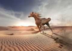 Arabian horse racing