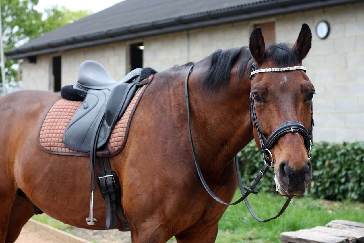 A horse wearing a dressage saddle