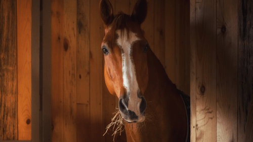 Gut health for horses image of a horse eating hay