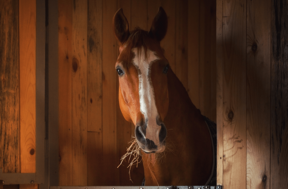 Gut health for horses image of a horse eating hay