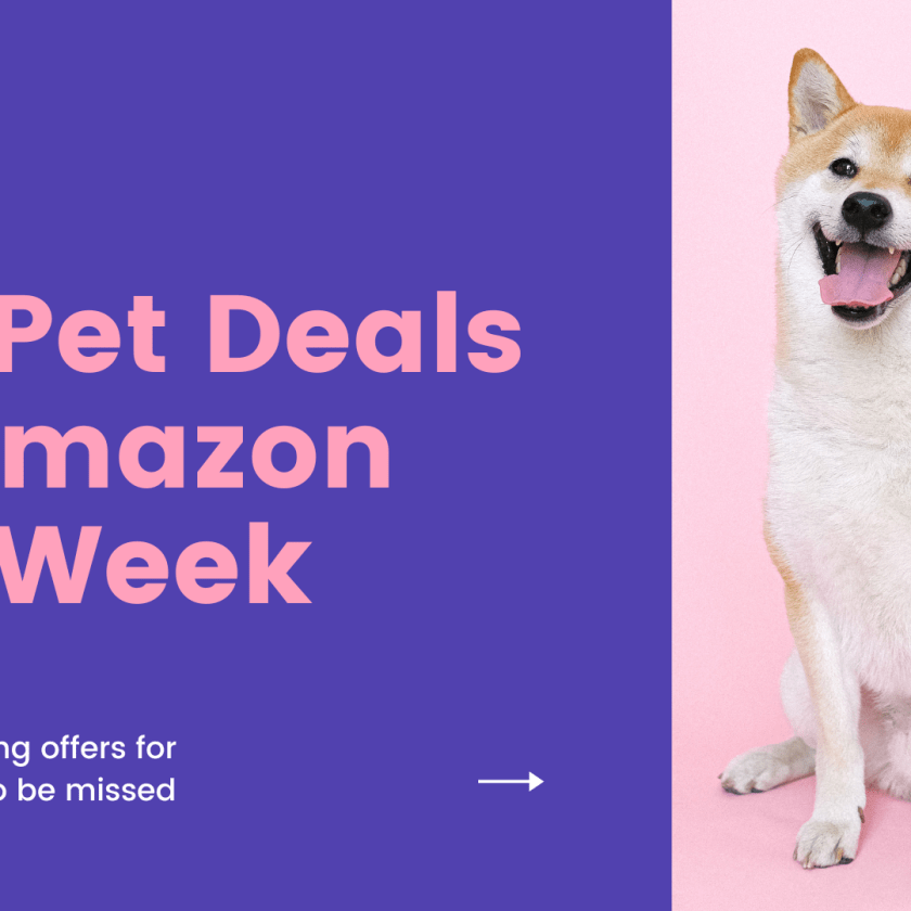 Top Pet Deals on Amazon this Week
