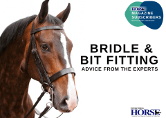 bridle and bit fitting