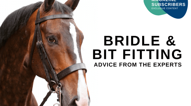 bridle and bit fitting