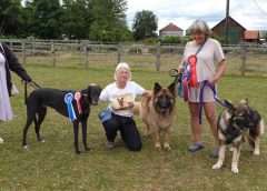 dogs are the star of the show at Remus Horse Sanctuary