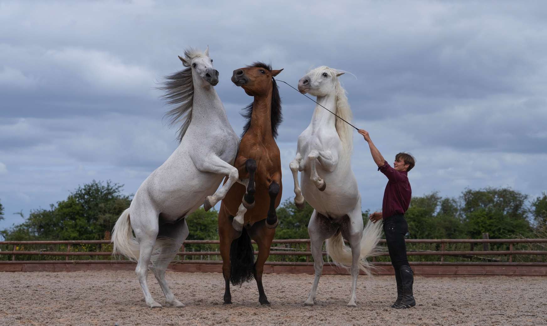 Ben Atkinson with a selection of his stunt horses at home