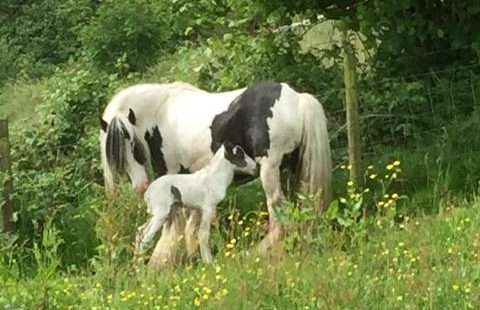 RSPCA Mare and Foal missing in Wales