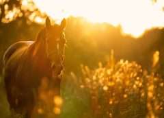 Equine Guelph Names September Senior Horse Education Month