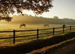 Image of horses grazing in autumn - image to represent fei solidarity relief fund