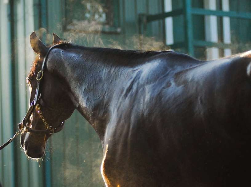 Horse Apps 2022 image of horse's neck