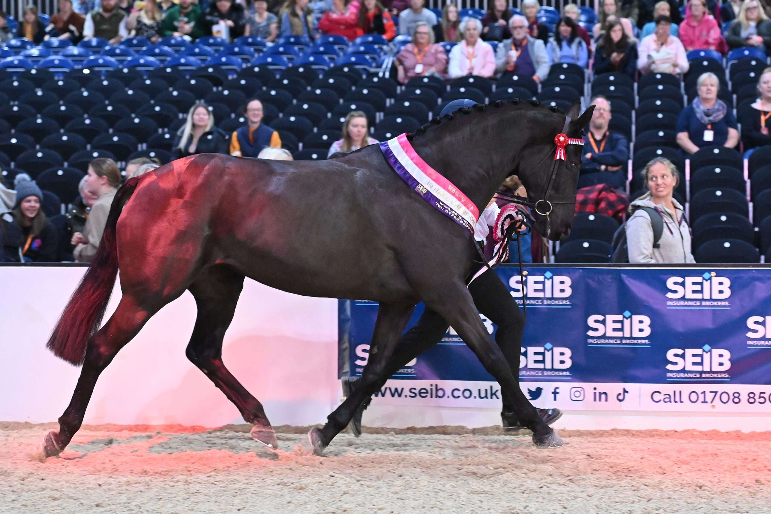 Finn Williamson and Kirsty Wilson’s dark bay mare Port Lou Lou took the in-hand championship title. Image credit SMR Photography
