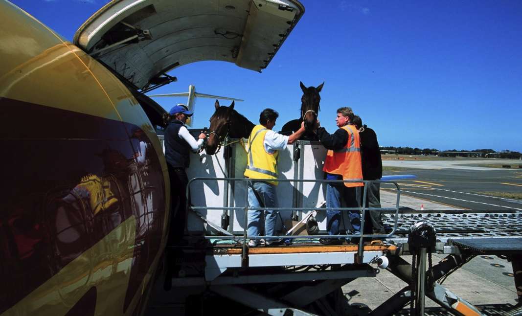 Planes for Horses