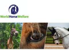 World Horse Welfare Conference