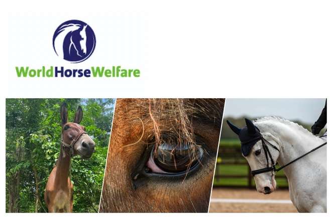 World Horse Welfare Conference