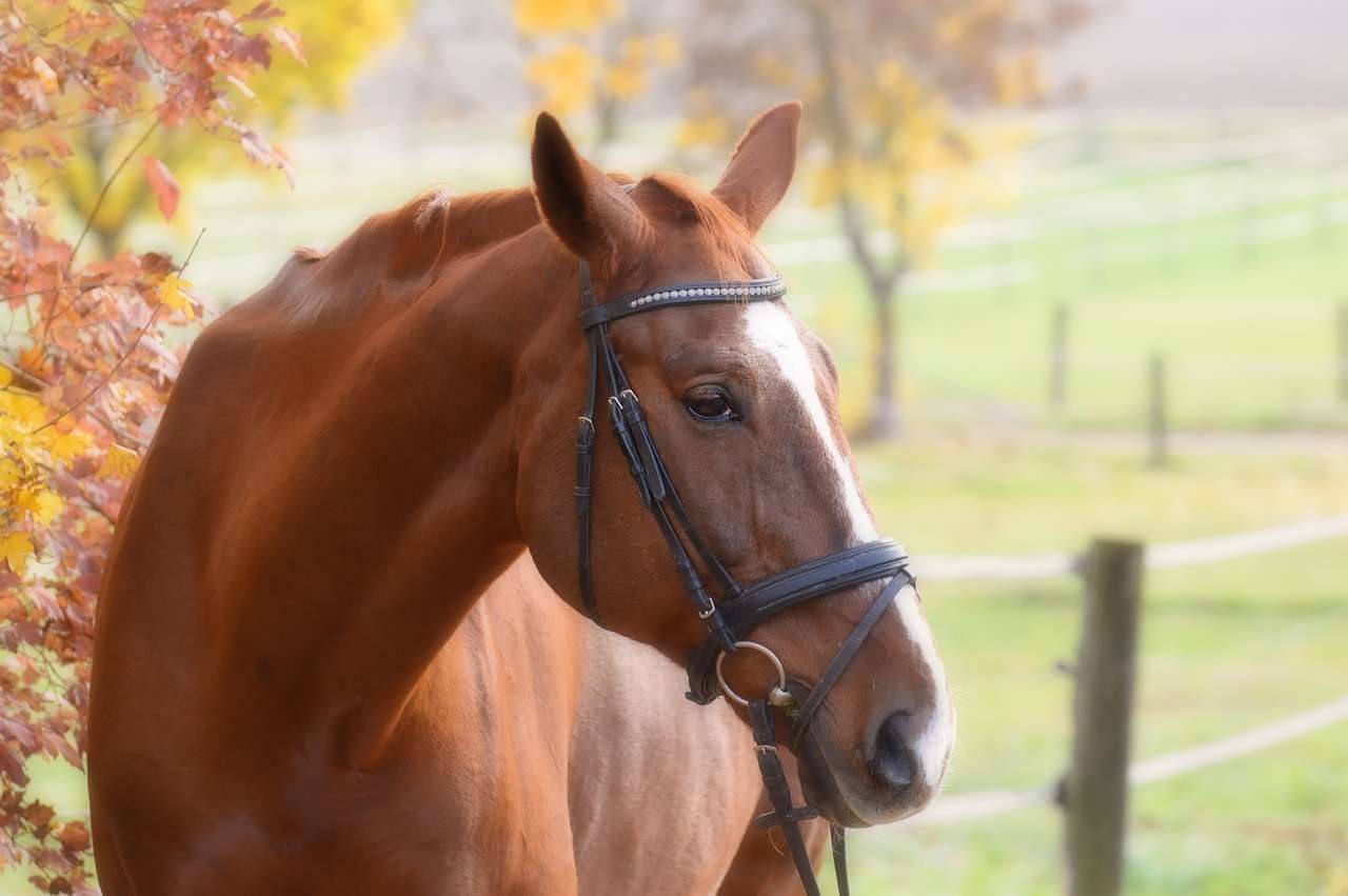 a chestnut horse in a bridle for the article focussing on lameness without heat and swelling