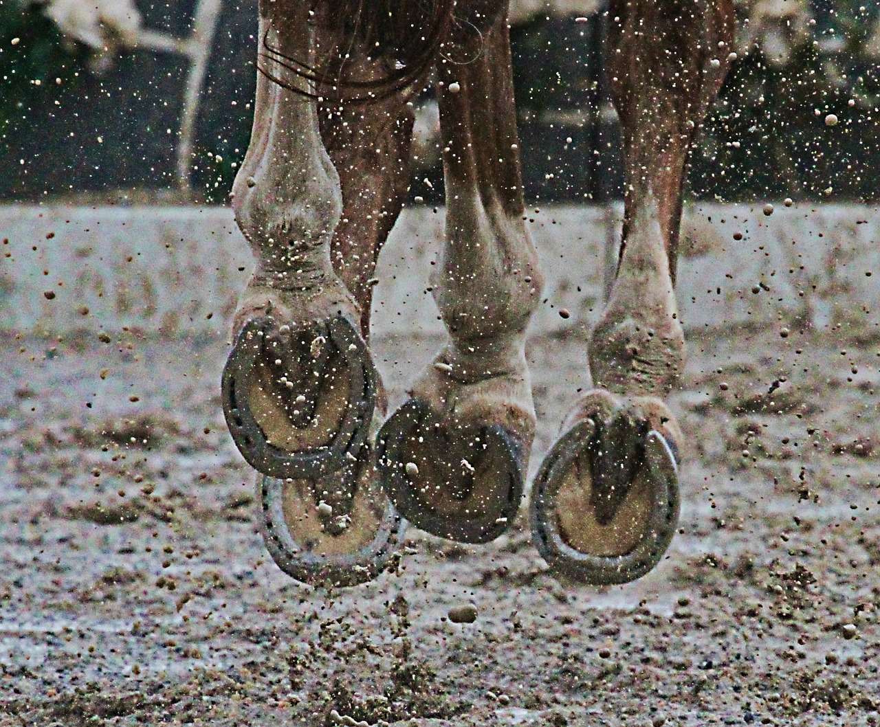 Horses enjoy galloping around in muddy conditions.