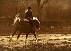horseback riding through a field