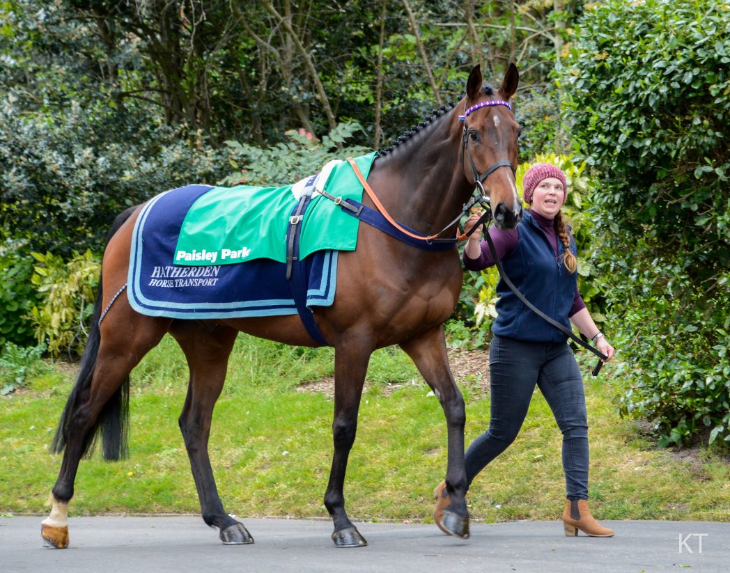 underdogs for the cheltenham festival - image of racehorse with a handler