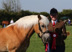 New Opportunities Announced for Amateur Competitors Aiming to Compete at HOYS