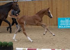 Bolesworth elite auction 2023 image of foal in arena