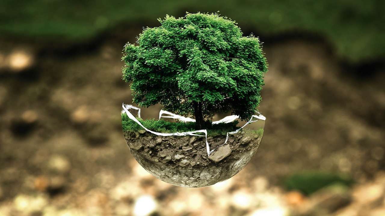 British Equestrian (BEF) and Horse Sport Ireland (HSI) have teamed up on a new project which will lessen the environmental impact at organisational and industry level for equestrian sports. Image of a tree to represent the environment