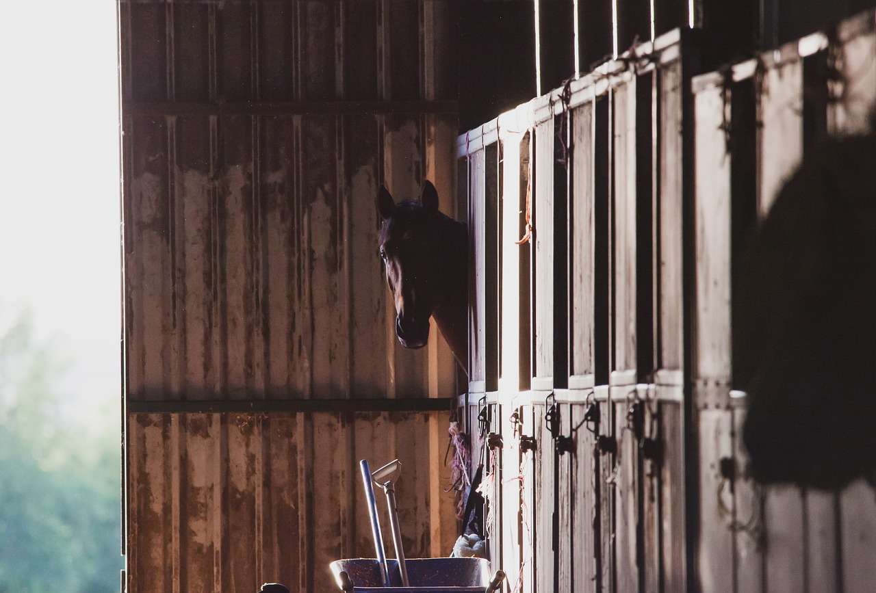 Top 10 Equine Essentials Every Horse Owner Needs horse in a stable looking towards camera