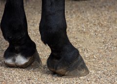 Thrush in horse hooves image of horses hooves