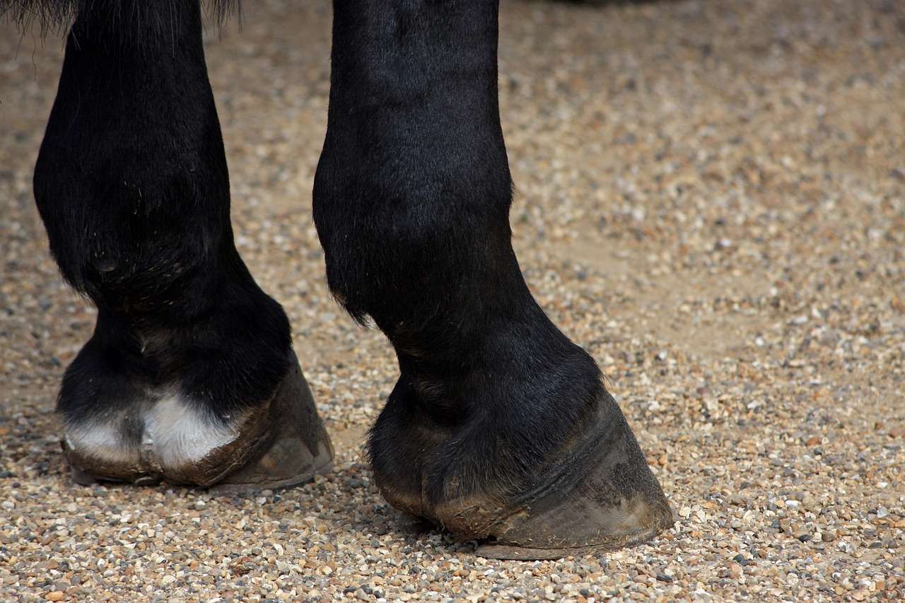 Thrush in horse hooves image of horses hooves