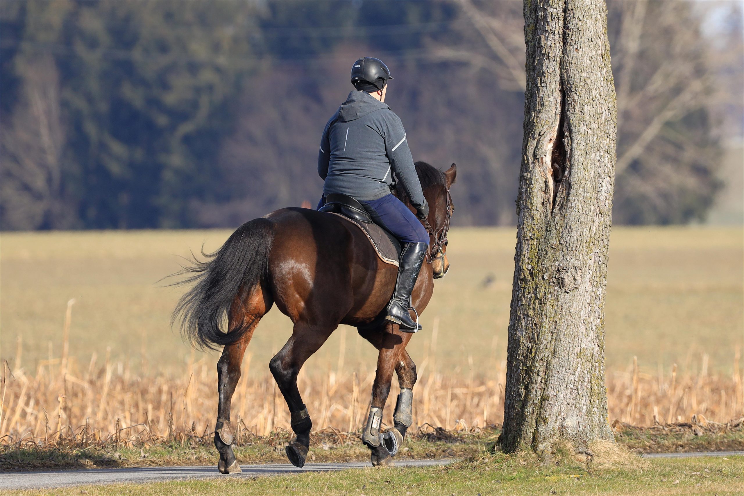 Horse and rider hacking outdoors in the countryside