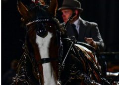 HOYS Welcome Driven Heavy Horse Championship