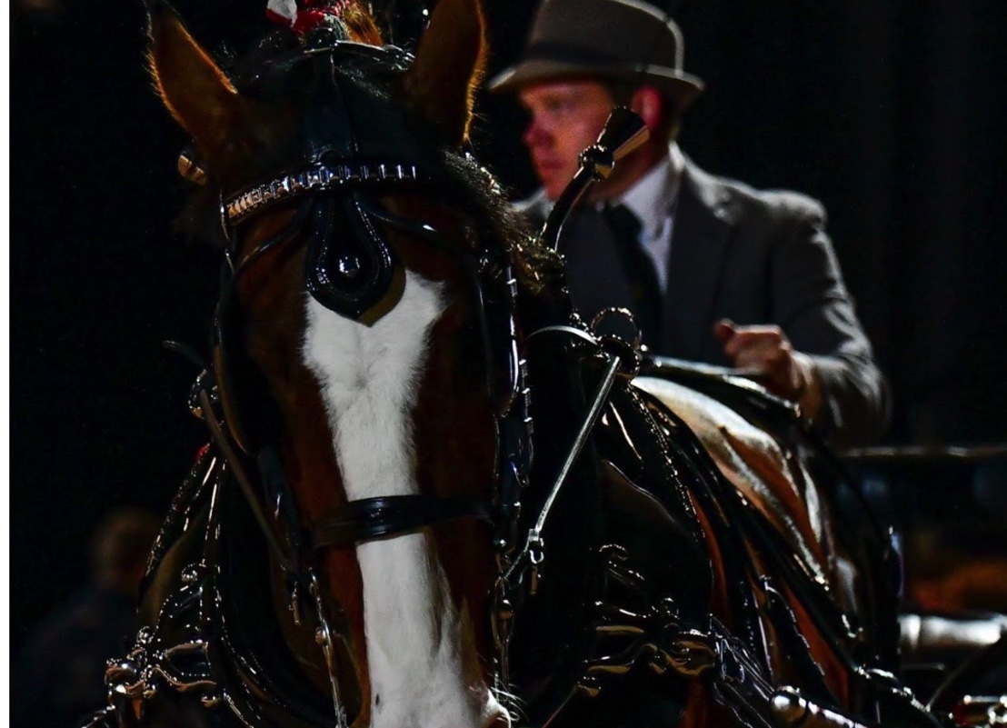 HOYS Welcome Driven Heavy Horse Championship image of heavy horse pulling a trap
