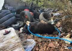 Suffering foal barney was found collapsed in rubble