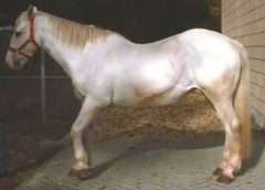 Laminitis, a typical stance of a horse or pony suffering from laminitis