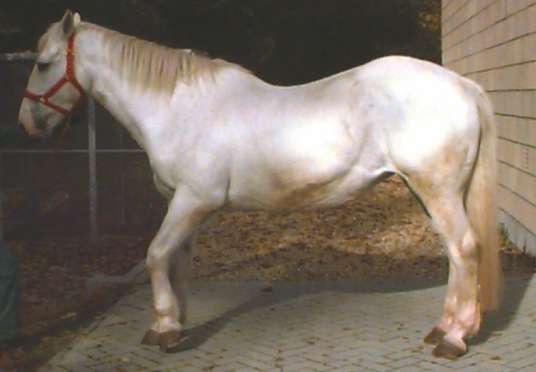 Laminitis, a typical stance of a horse or pony suffering from laminitis