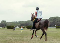 Image to representFEI Endurance World Championship 2022 of Salem Hamad Saeed Al Kitbi (UAE), with his horse Haleh in Pisa (ITA)