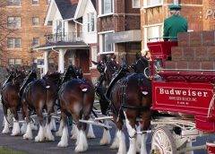 Budweiser Clydesdales image PETA