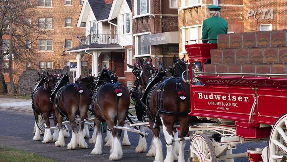 Budweiser Clydesdales image PETA