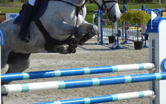 Mediterranean Equestrian Tour Cancelled due to EHV. Image of horse jumping an over jump.