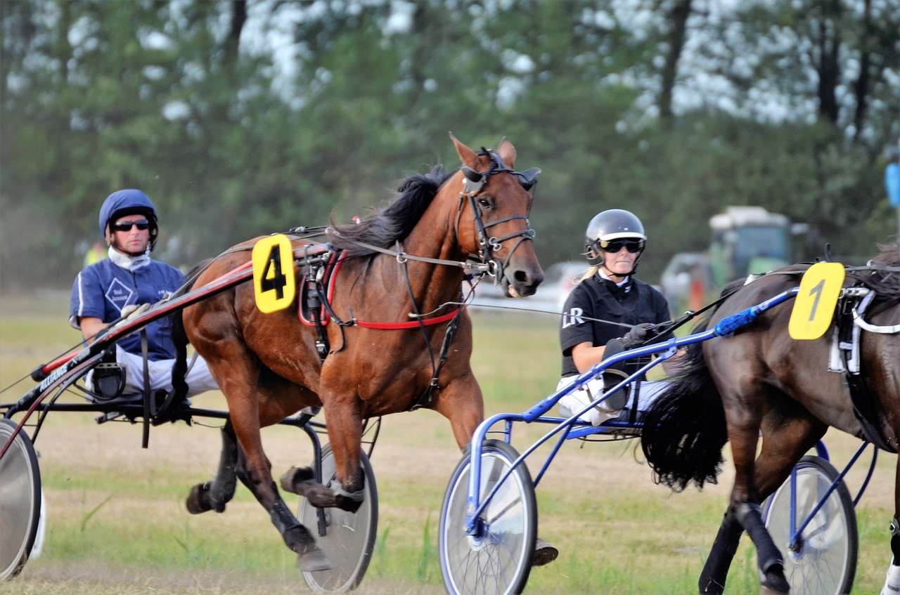 two harness racing horses and jockeys