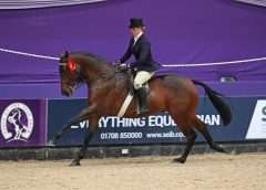 Showing Tips - Hannah Horton riding at Horse of the Year Show