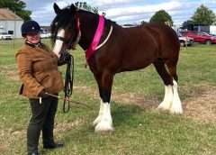 NEW £500 championship and heavy horses for SEIB Search for a Star 2023