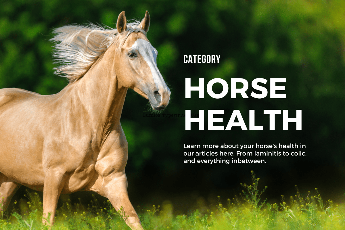 Horse Health articles banner 