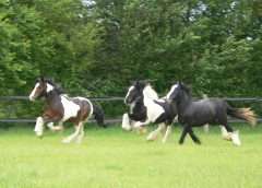 Image | Horses at High Moor Farm Livery Yard