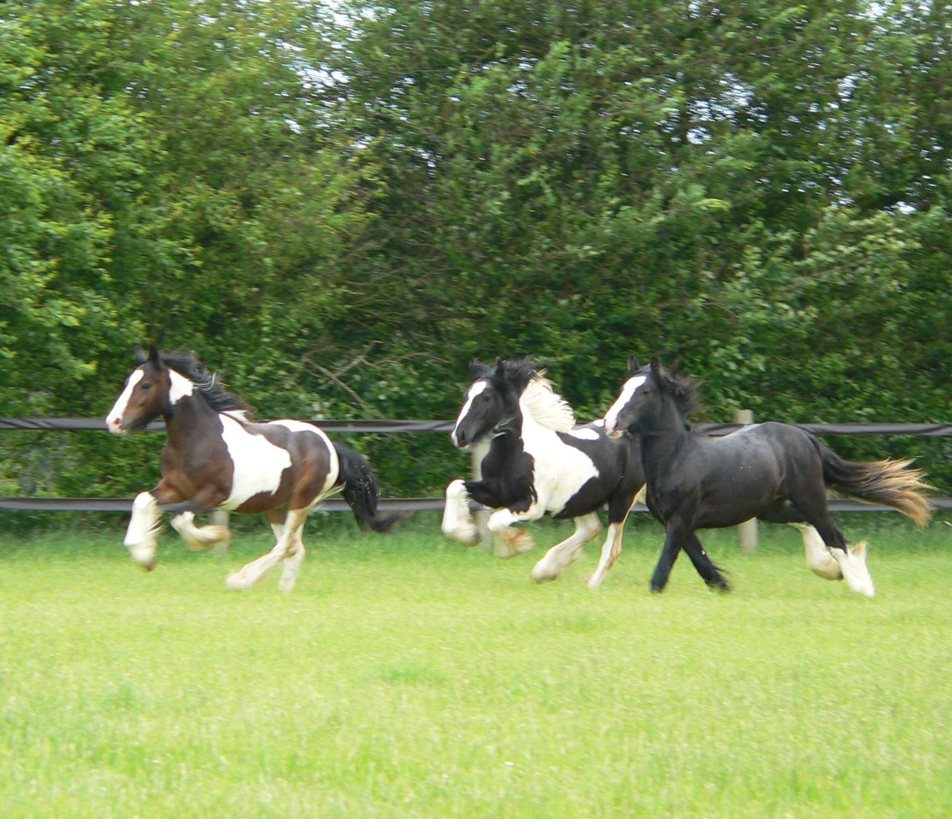 Image | Horses at High Moor Farm Livery Yard