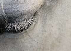 picture of a horse's eye to represent emotions horse