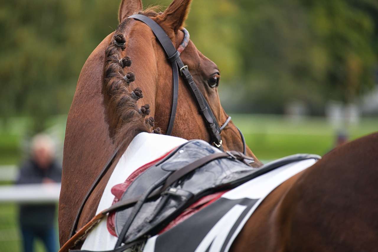 All You Need to Know About Racehorse Syndicates