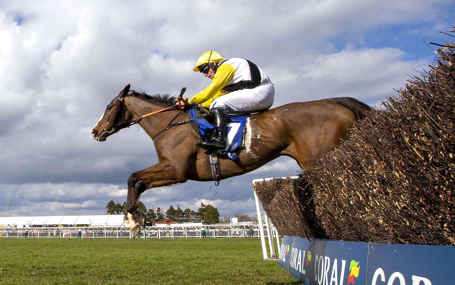 Scottish Grand National Runners, Riders, and Latest Odds Everything