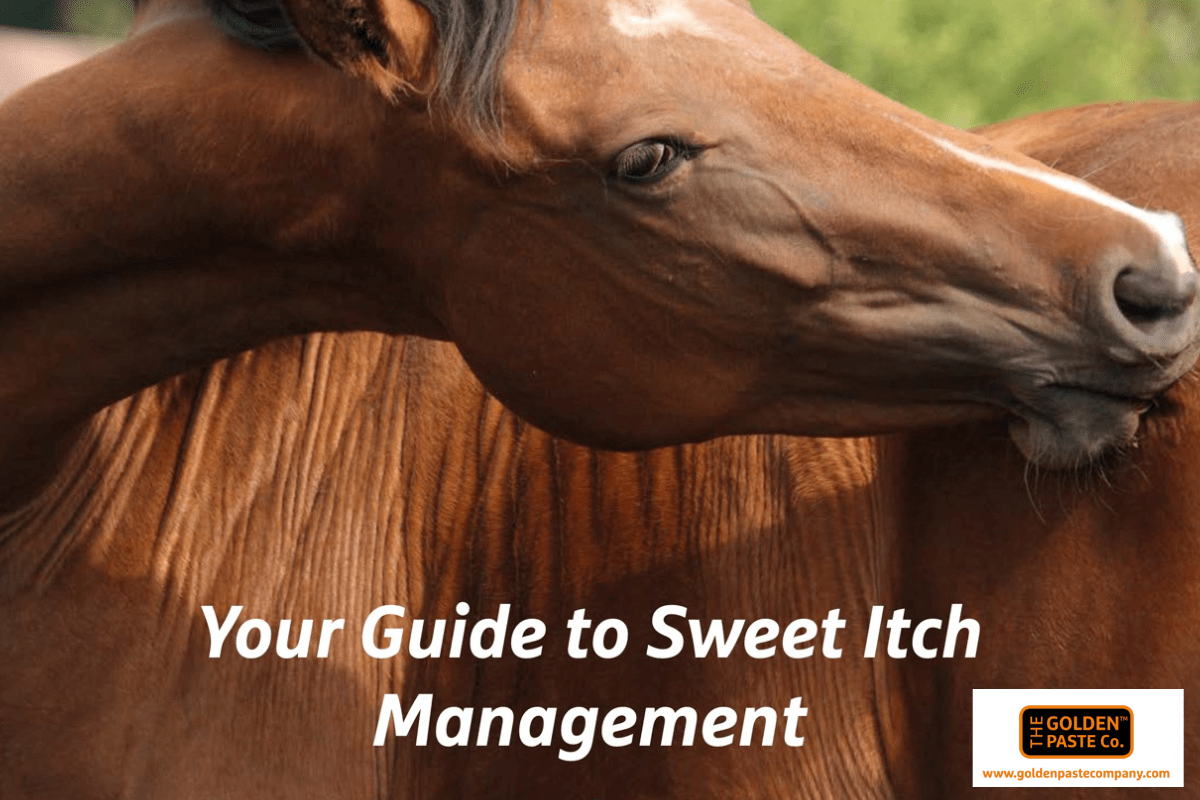 Sweet Itch Management Guide from the Golden Paste Company