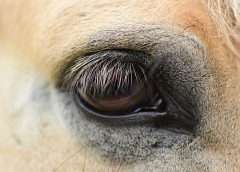 Fascinating facts about horses a horses eye